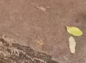 Após chuvas, cemitério de Paranavaí registra infestação de escorpiões