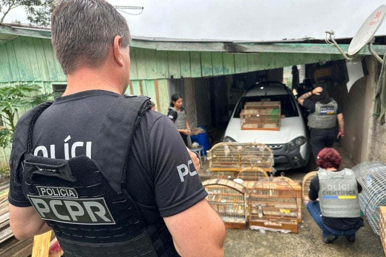 PCPR desmonta grupo que usava apps e Correios para traficar animais silvestres
