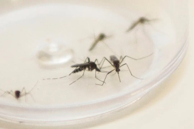 Secretaria de Saúde investiga mortes de três umuaramenses por suspeita de dengue