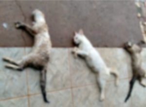 Moradora da São Cristóvão denuncia envenenamento de 3 dos seus 12 gatos