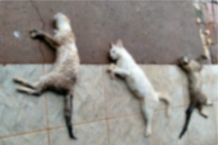 Moradora da São Cristóvão denuncia envenenamento de 3 dos seus 12 gatos