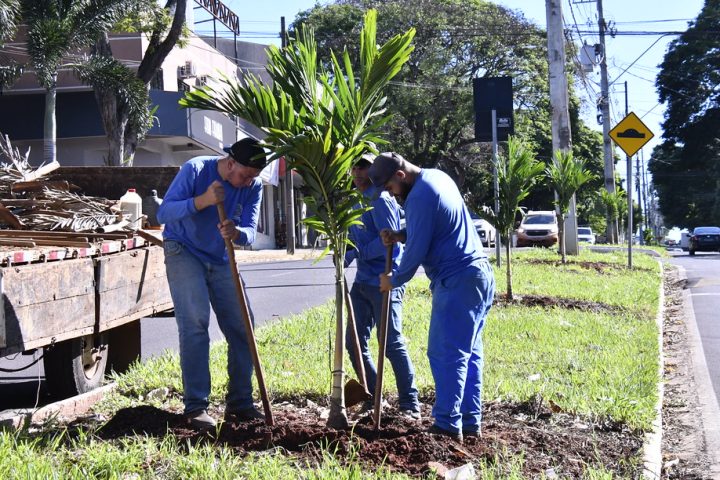 Secretaria de Meio Ambiente inicia o plantio de 157 palmeiras na avenida Paraná