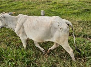 PM registra furto de gado em propriedade rural de Iporã; 43 cabeças de Nelore foram levadas