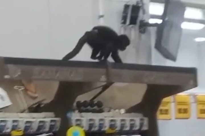 Macaco-prego invade supermercado, bebe cerveja, abre pacotes de comida e é apreendido