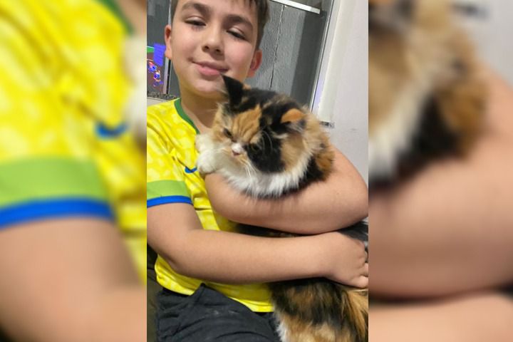 Garotinho autista chora pelo desaparecimento da gatinha de estimação