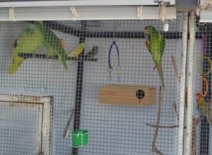 Polícia Ambiental apreende aves que eram mantidas de forma irregular em cativeiro
