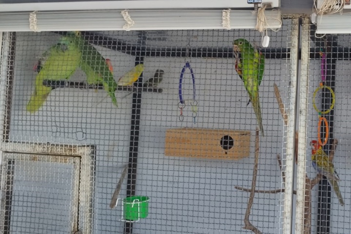 Polícia Ambiental apreende aves que eram mantidas de forma irregular em cativeiro