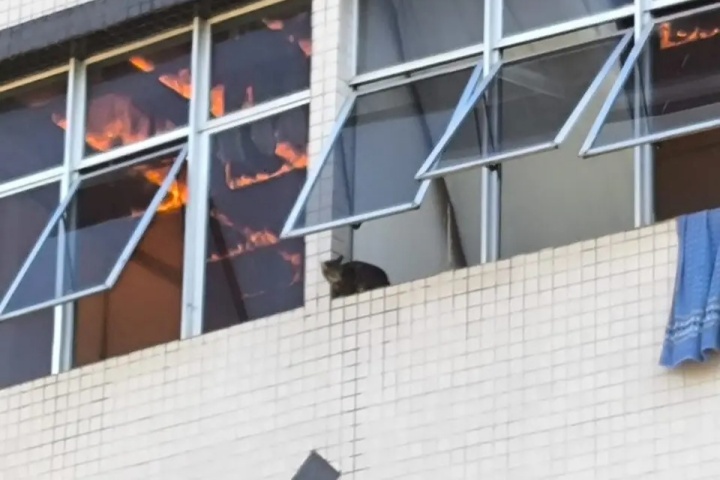 Gato sobrevive ao saltar da janela do 3º andar de hotel em chamas
