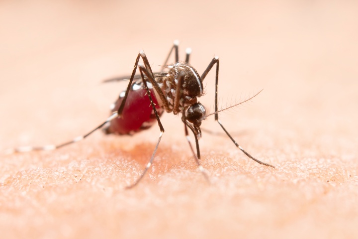 Número de casos de dengue confirmados na Regional de Umuarama chega a 5.963