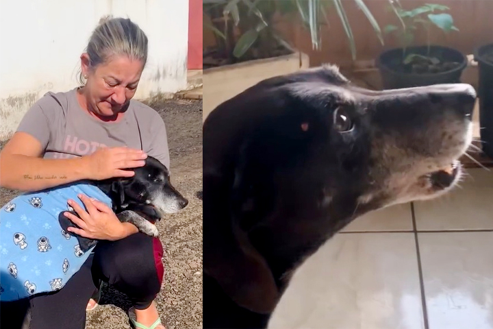 Gaúcho emociona ao compartilhar vídeos do resgate e reencontro de cão com tutora