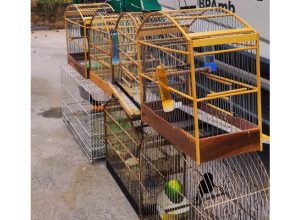 Após denúncia, Polícia Ambiental realiza vistoria e encontra sete aves nativas em casas de Iporã