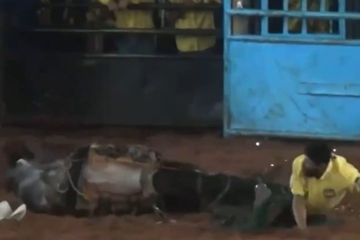 Vereador compartilha vídeo de acidente fatal envolvendo cavalo em rodeio no Paraná