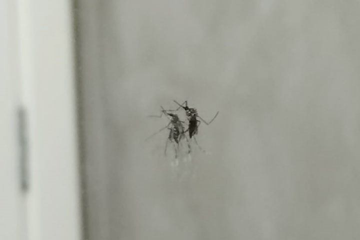 Total de casos de dengue na 12ª RS de Umuarama chega a 11.811, com 13 óbitos
