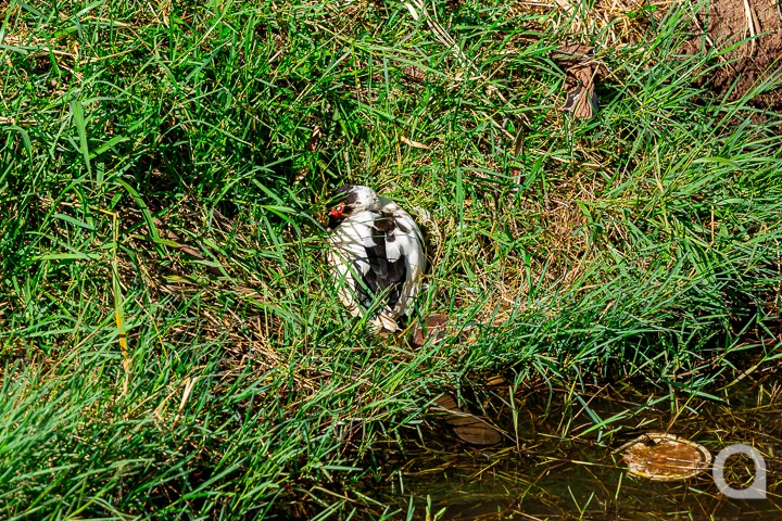 Morte de aves no Lago Tucuruvi está sob investigação do Setor de Saúde e Bem-Estar Animal