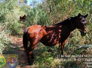 Cavalos furtados em chácara da AMAA de Goioerê são encontrados pela PM