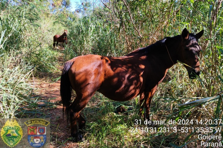 Cavalos furtados em chácara da AMAA de Goioerê são encontrados pela PM