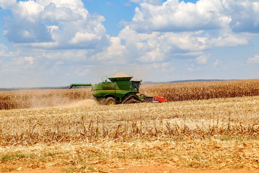Colheita De Milho 2021. Foto: Gilson Abreu/aen