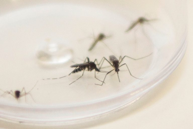 Mosquito Aedes Aegypti. Curitiba, 04/12/2015. Foto: Pedro Ribas/anpr