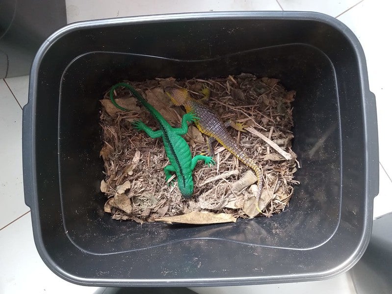 53828283689 1243019a15 C