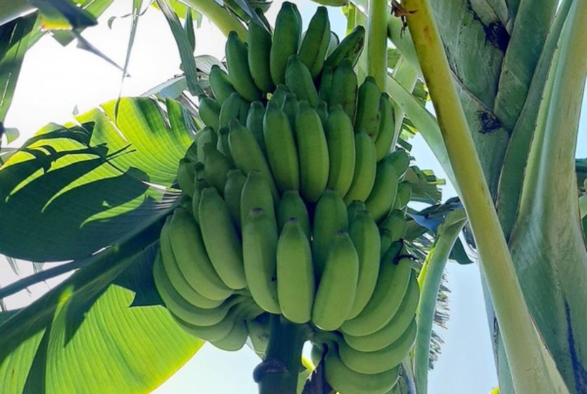 53850901759 B98085baba C