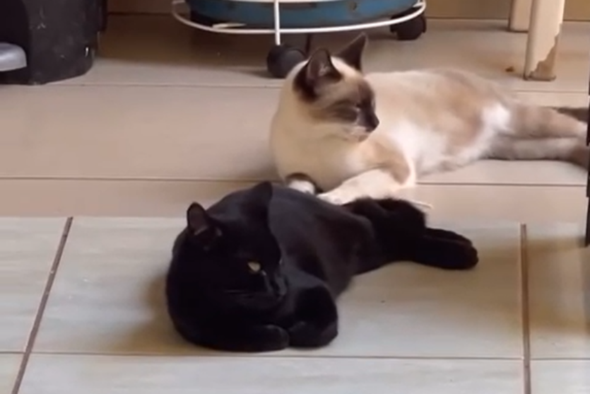 Captura De Tela 2024 07 25 180037