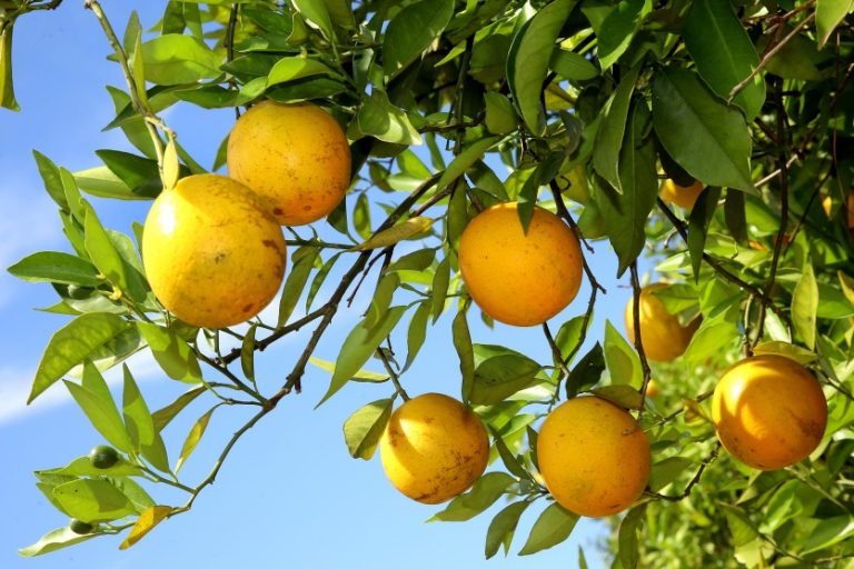 Laranja 006