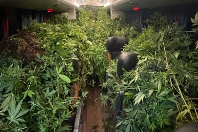 Maconha2