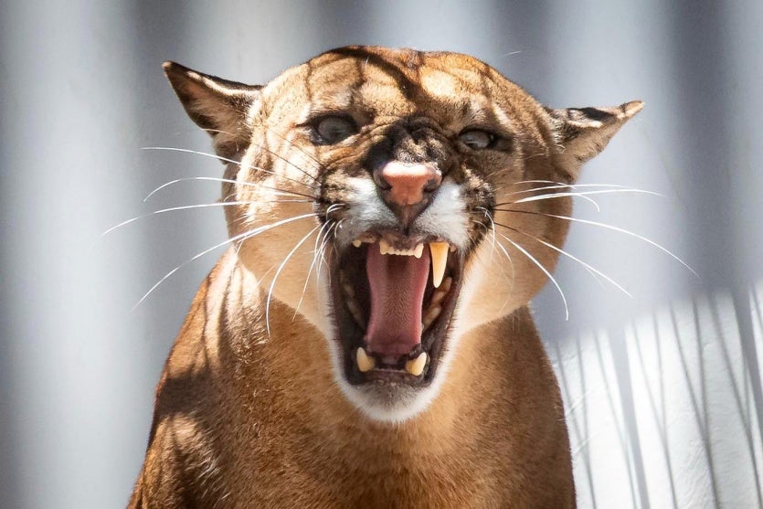 Rubens Fraulin Itaipu Binacional