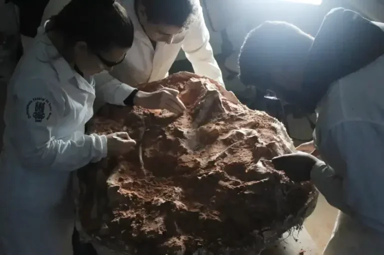 Trabalho De Preparacao Do Fossil De Sao Joao Do Polesine Por Rodrigo Temp Muller