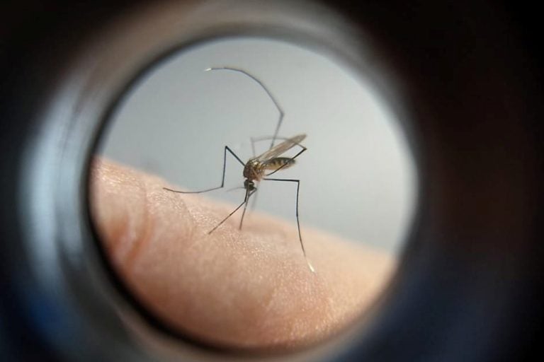 Dengue Arquivo Aen