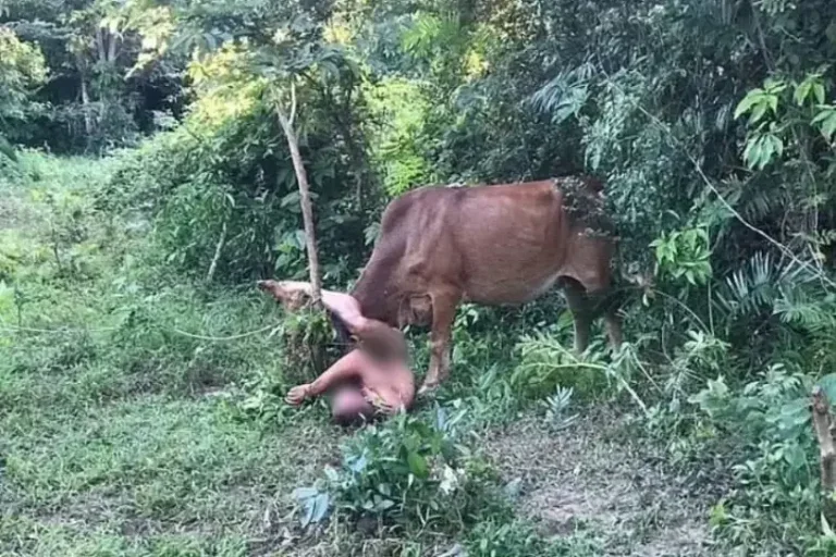 Homem Tenta Abusar De Vaca.jpeg