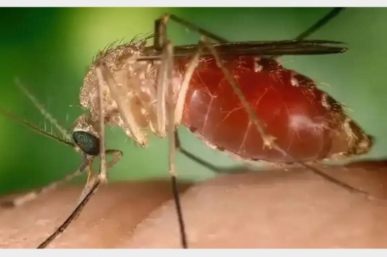 Mosquito Maruim