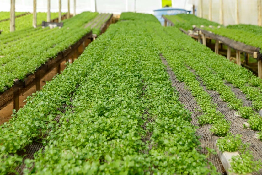 Plantacao Hidroponica Agriao Foto Rdziura 7009