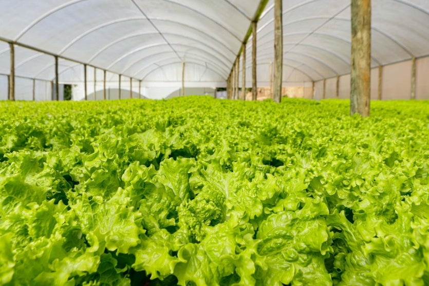 Plantacao Hidroponica Alface Foto Rdziura 6911