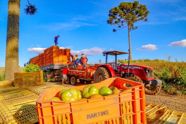 Plantação De Tomate Reserva Pr Gilson Abreu/aen