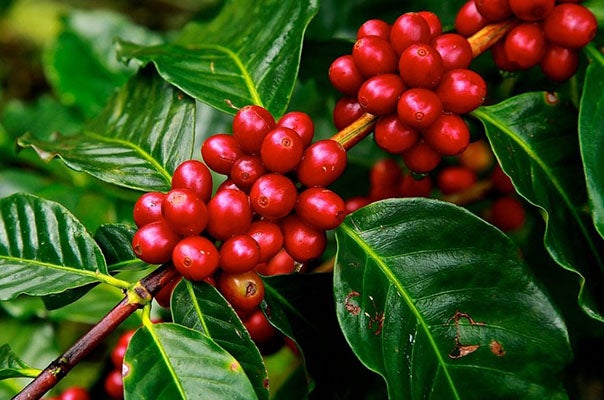 456709555 1522070815088182 7869395707993902179 N