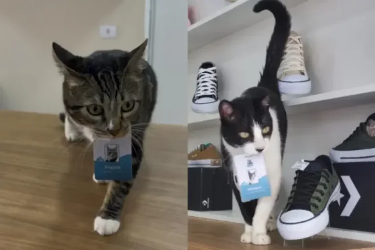 Montagem com os gatos de rua adotados por empresário que viraram mascotes em loja e têm até crachá.