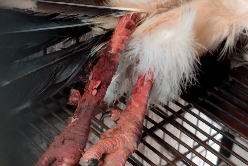 Imagem Do Whatsapp De 2024 09 03 à(s) 18.44.48 27e8dc46