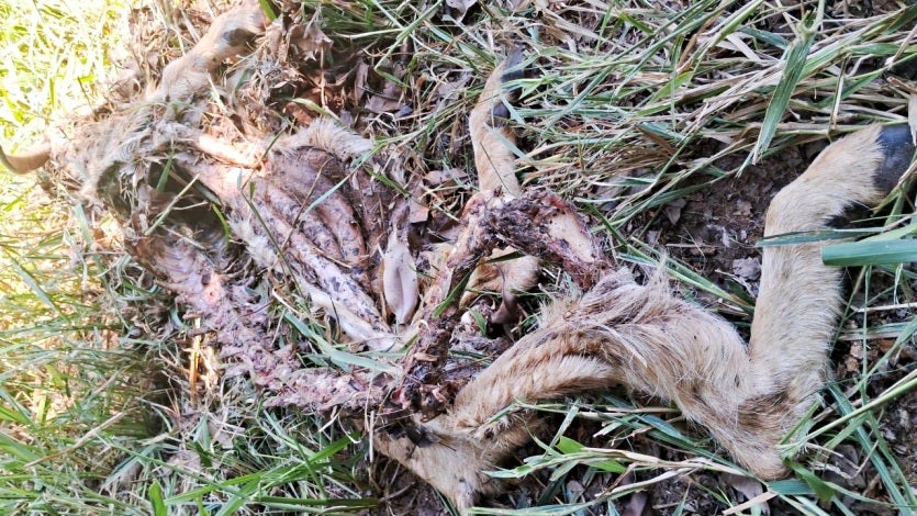 Imagem Do Whatsapp De 2024 09 11 à(s) 18.14.32 9c277ec0