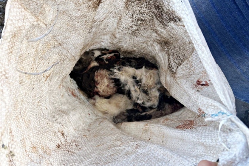 Imagem Do Whatsapp De 2024 09 11 à(s) 18.14.33 077540d3