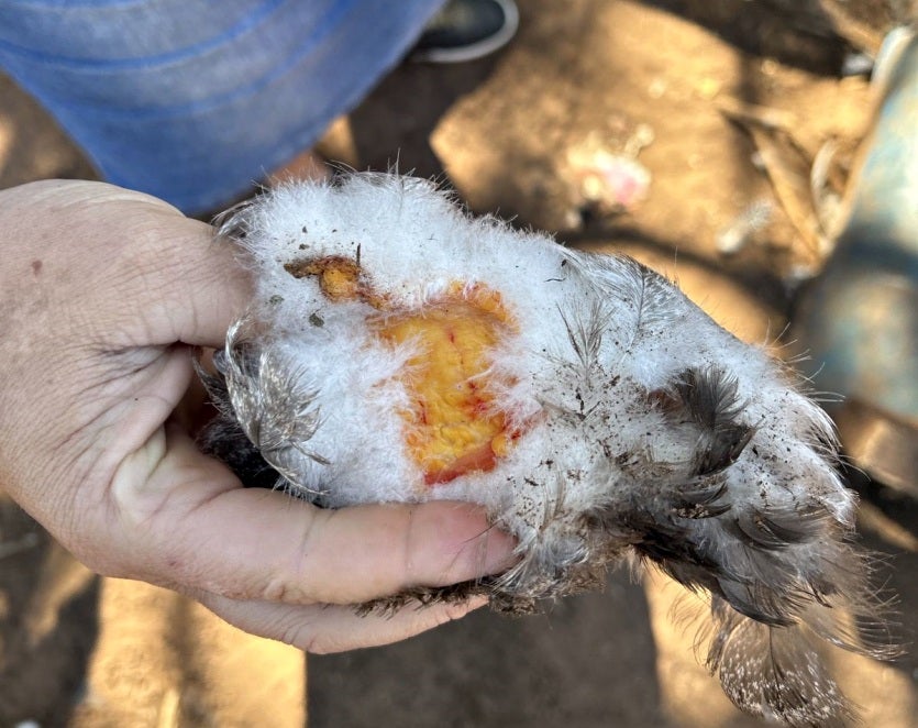 Imagem Do Whatsapp De 2024 09 11 à(s) 18.14.33 826d6cfb