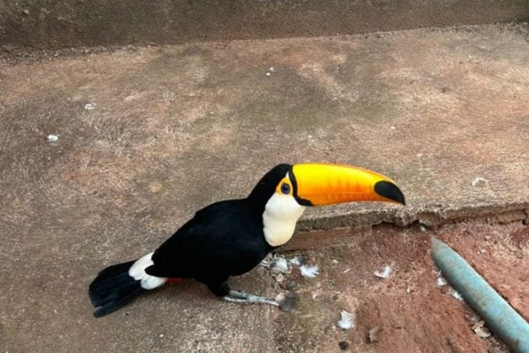 Aves 2 Iat Umuarama
