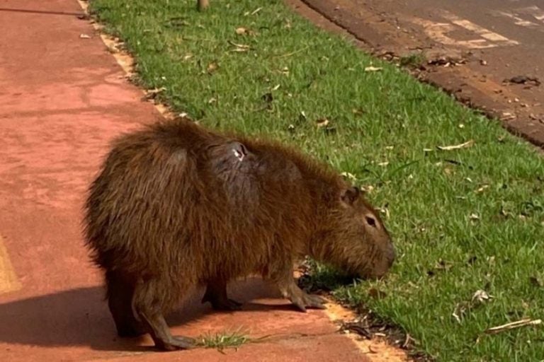 Capivara 2 Iat Campo Mourao
