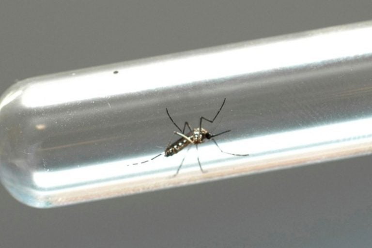 Dengue Aen Mosquito
