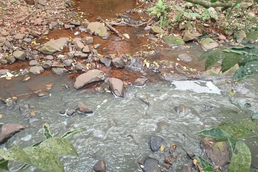 Suinocultura 1 Iat Toledo