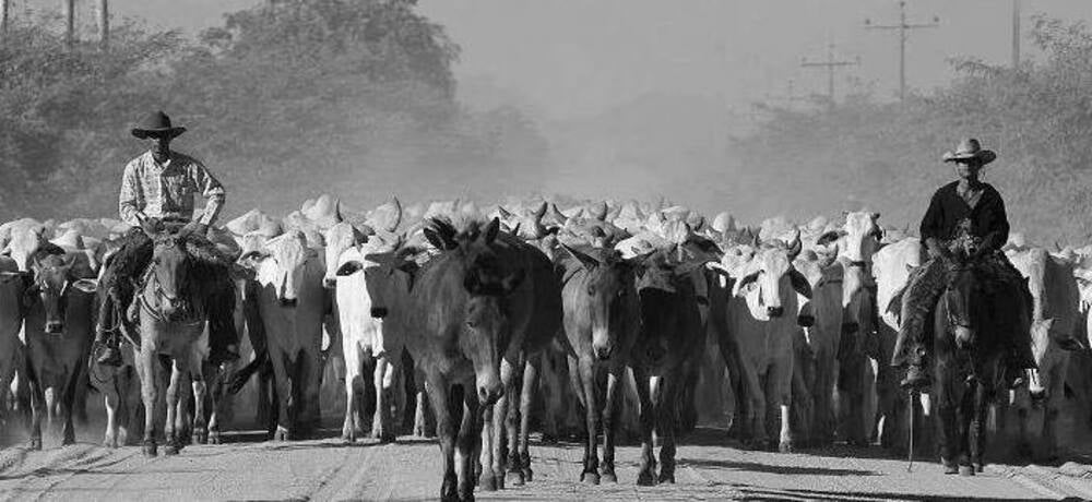 462638045 584043074080165 2131400128985336335 N