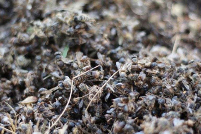 Agrotoxico Morte Gaucho Biodiversidadla