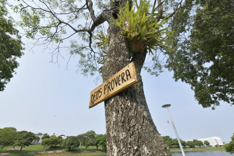 Lei Proíbe Pregar Placas Em árvores E Prefeitura Vai Multar Infratores E Retirar Os Objetos