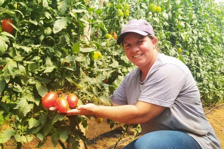 Tomate No Piava (1)