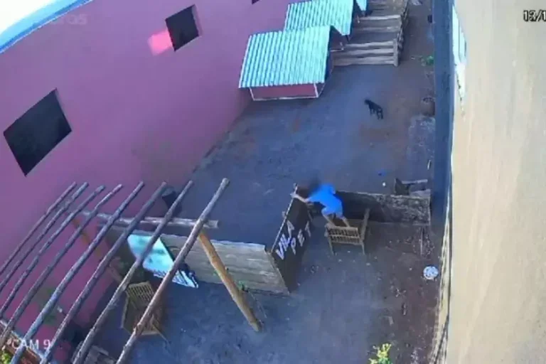 Crianca Mata Animais Nova Fatima